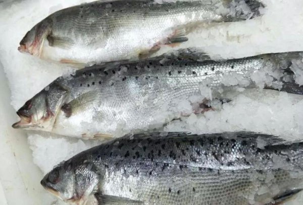 市场活鲈鱼是海鱼还是淡水鱼