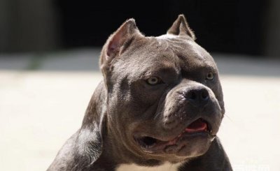 恶霸犬的优缺点及性格 恶霸犬的优劣势及脾气怎么样