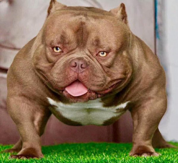 恶霸犬的优缺点及性格