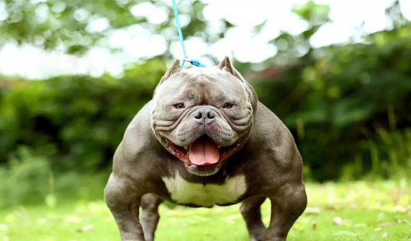 恶霸犬的优缺点及性格