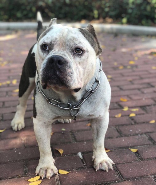 恶霸犬的优缺点及性格