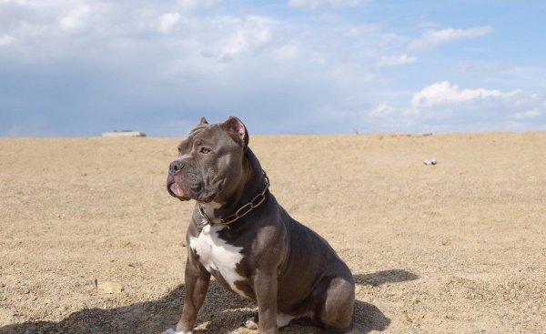 恶霸犬的优缺点及性格