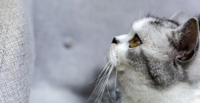 银渐层属于什么品种的猫 其实银渐层不建议养的原因