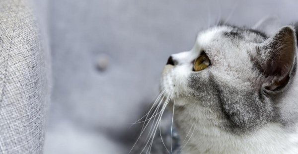 银渐层属于什么品种的猫