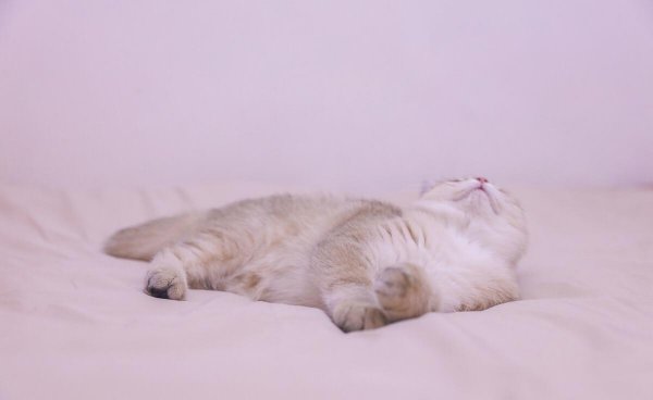 银渐层属于什么品种的猫