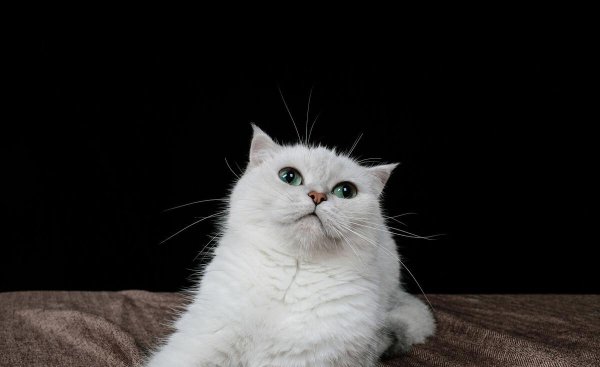 银渐层属于什么品种的猫