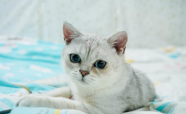 银渐层属于什么品种的猫