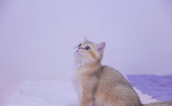 银渐层属于什么品种的猫