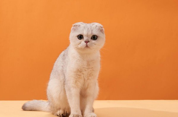 银渐层属于什么品种的猫