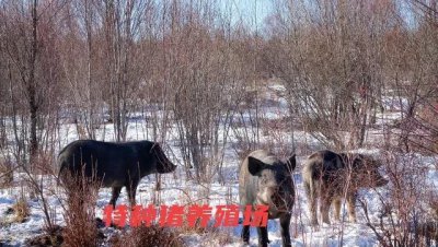 养猪的利润与成本 目前养猪的利润是多少能赚到钱吗