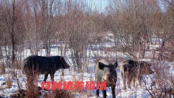 养猪的利润与成本
