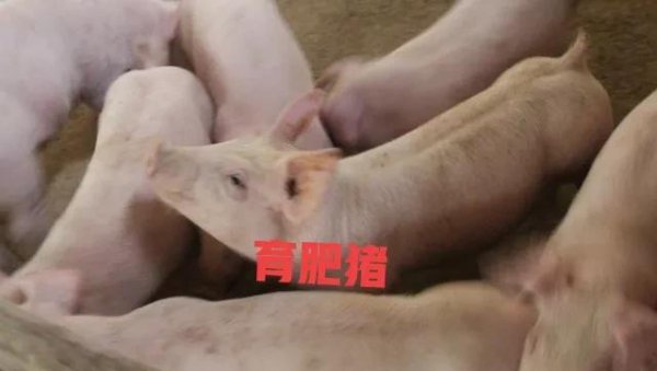 养猪的利润与成本