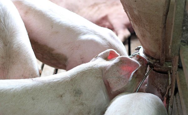 养猪的利润与成本