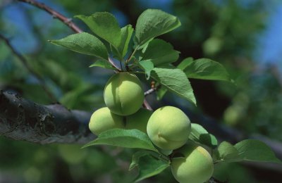 梅子黄时日日晴是什么季节 梅子黄时雨是形容什么的