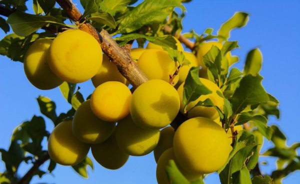 梅子黄时日日晴是什么季节