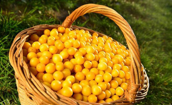 梅子黄时日日晴是什么季节