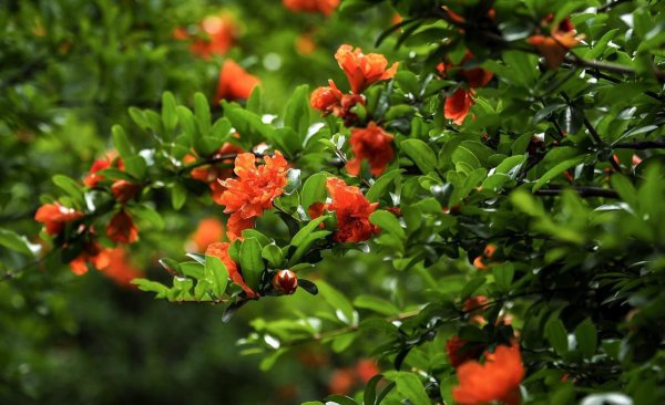 梅子黄时日日晴是什么季节