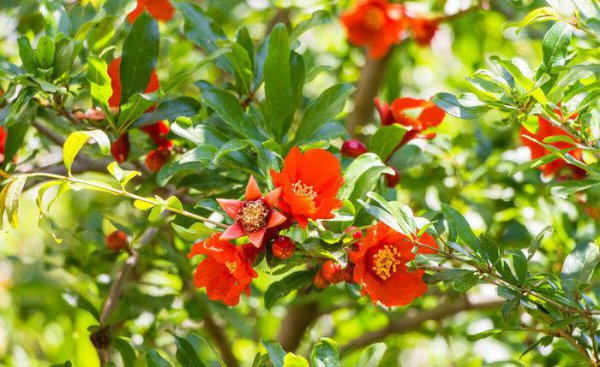 梅子黄时日日晴是什么季节