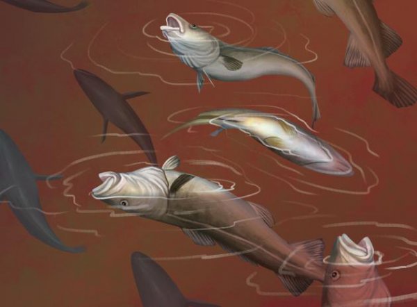 赤潮是怎么形成的原因