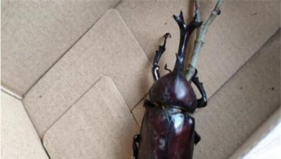 独角仙是益虫还是害虫 独角仙多少钱一只会咬人吗