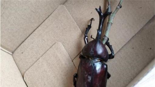 独角仙是益虫还是害虫