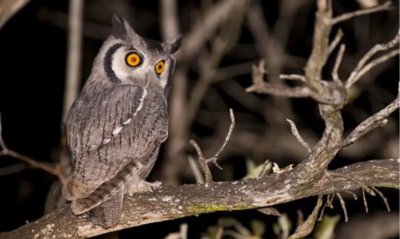 猫头鹰在家附近叫预兆 家附近出现猫头鹰是好事还是坏事