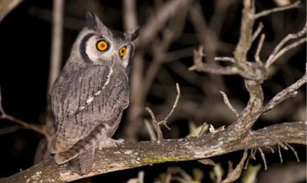 猫头鹰在家附近叫预兆