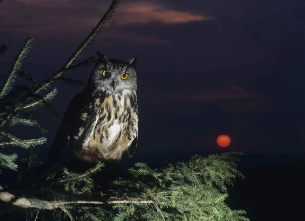 猫头鹰在家附近叫预兆