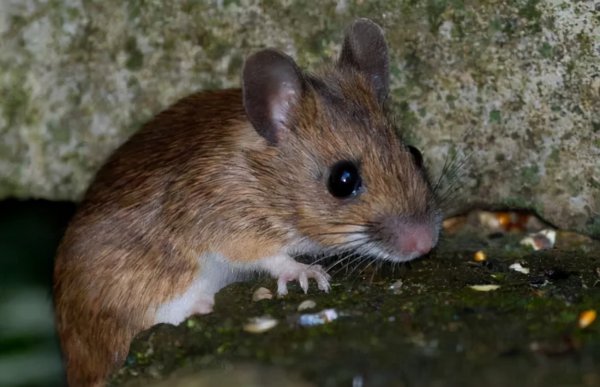 猫头鹰在家附近叫预兆