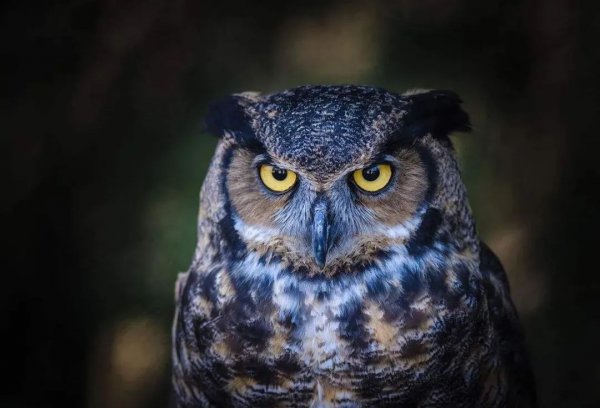 猫头鹰在家附近叫预兆