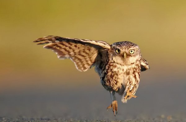 猫头鹰在家附近叫预兆