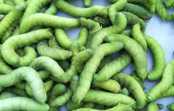 搞养殖什么最赚钱风险最低