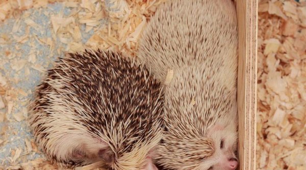 搞养殖什么最赚钱风险最低