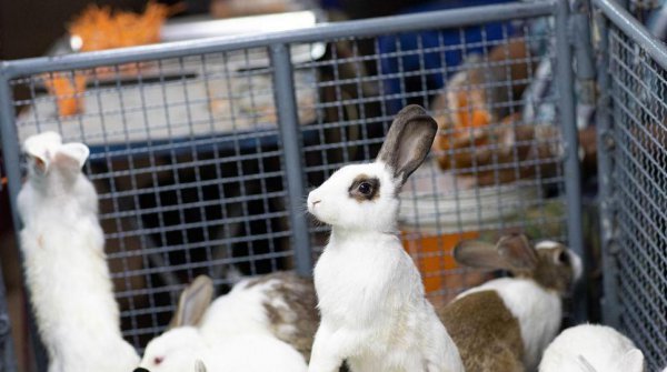 搞养殖什么最赚钱风险最低