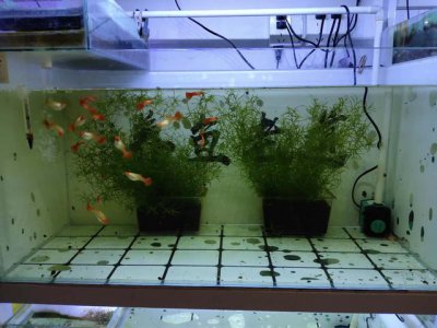 孔雀鱼小鱼多久能和大鱼一起 孔雀鱼合缸的注意事项