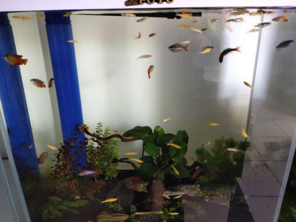 孔雀鱼小鱼多久能和大鱼一起