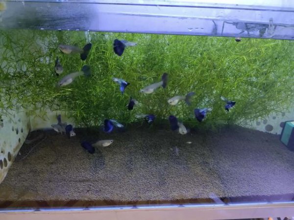 孔雀鱼小鱼多久能和大鱼一起