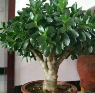 玉树叶子发软是为什么 盆栽玉树叶片发软打蔫怎么办