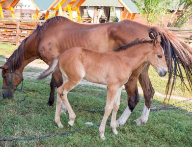 动物饲养员证怎么考 考动物园的饲养员执照难不难