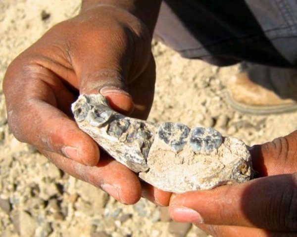 进化论被推翻三大理由