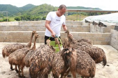 1亩地能养几个鸵鸟 养殖鸵鸟的成本利润及前景如何