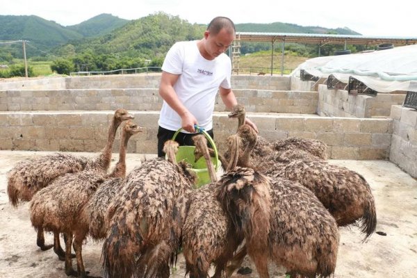 1亩地能养几个鸵鸟