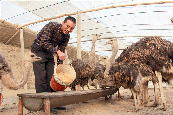 1亩地能养几个鸵鸟
