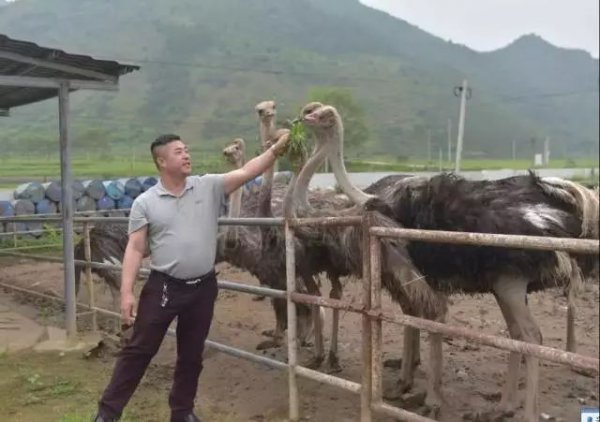 1亩地能养几个鸵鸟