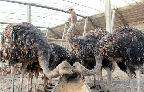 1亩地能养几个鸵鸟