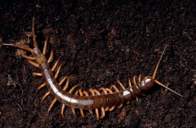 鸡吃了蜈蚣为什么变凶 鸡吃了蜈蚣会有什么反应出现