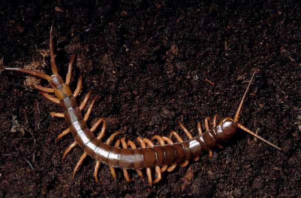 鸡吃了蜈蚣为什么变凶