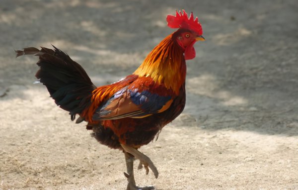 鸡吃了蜈蚣为什么变凶