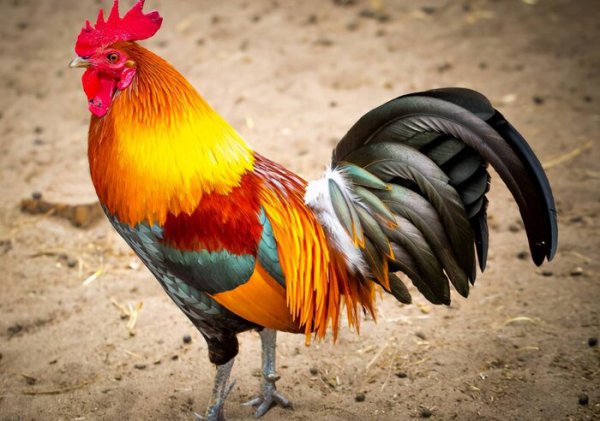 鸡吃了蜈蚣为什么变凶