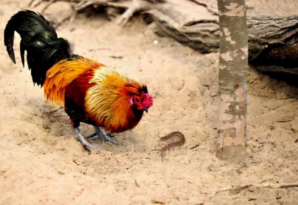 鸡吃了蜈蚣为什么变凶